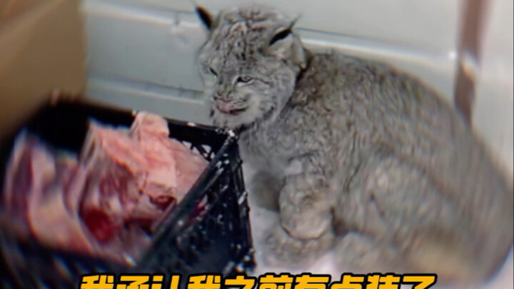 Lynx: Orcs will never be slaves—unless room and board are included.