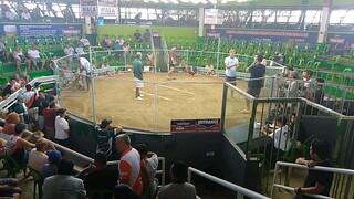 Hindi naka palang ang highbreed sa Bisaya