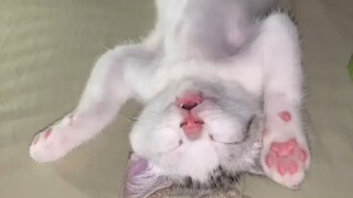 Kitten: These two terrible dream stealing cats