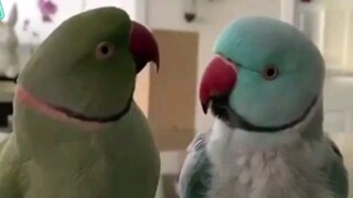 The conversation between parrots is far beyond our comprehension