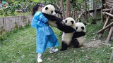 Aww🐼 Cute Panda Moments- Funny Animals Videos| Amazing Animals