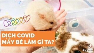 Dịch Covid Hamster và Thỏ làm gì ta?