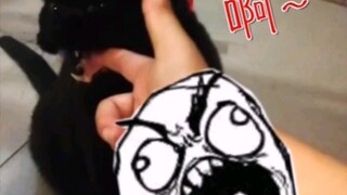 和猫猫玩游戏，是我经常干的事！