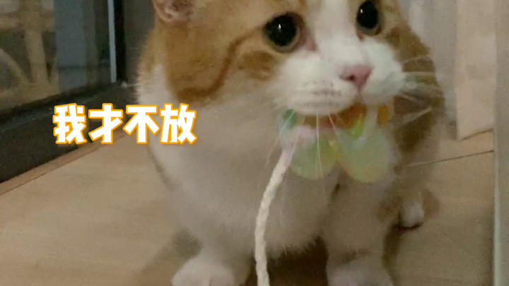 Nggak ada yang boleh ngejar kupu-kupu kecilku!