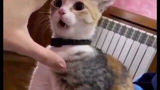 Funny cat's 😹😹😹... #short #funnyvideos #funnymoments #funnyanimalsvideos #likeandfollow