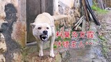 田园犬露露吠错主人，进门一瞬间好尴尬，想求我帮它圆场