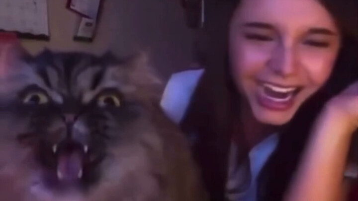 แมว: ให้ฉันทำดีกว่า