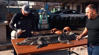 Barbacoa Cocodrilo  Carne de caimán a la parrilla @georgykavkazcocinero9632