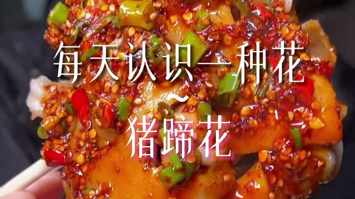 纯艺术创作（特摄5.0）蹄花