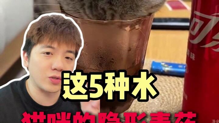 5 Types of Hidden Poison for Kittens in Water