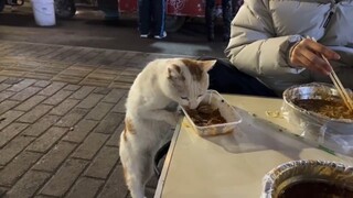 I was having a meal when a stray cat showed up and started eating without any hesitation.