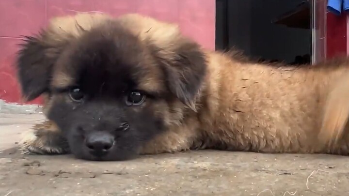 This little mudskipper is one we’ve watched grow up.