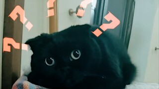 My black cat at home has learned how to unpack快递! Though the way he does it is a bit awkward...