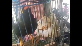 bisa gitu burungnya 😂