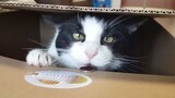 [Hewan] Kucing pencinta uang