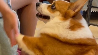 双标狗对待男女主人握手的不同反应