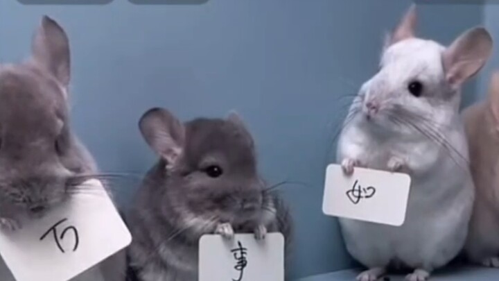 How can Totoro Jr. go live and “work” on stream? He’s a legendary pet straight out of Hayao Miyazaki