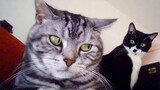 Funny Cat videos that Make Me Laugh Uncontrollably 😂