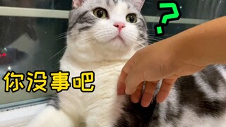 突然把手放猫面前，会发生什么？公猫母猫差别也太大了…
