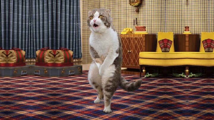 Kucing Lucu 😻 10 Menit Video Tingkah Lucu Kucing Bikin Ketawa Ngakak #1