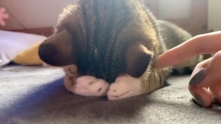 "Doesn't it look like your girlfriend when she's mad?"