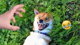 Funny Dogs - Best Reactions & Funniest Videos of Pets