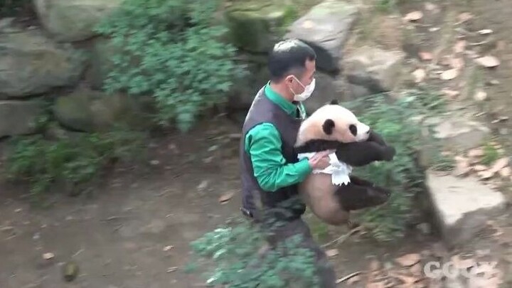 [Hewan] Momen lucu panda dengan penjaganya