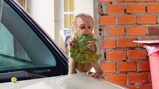 So Cute Baby Monkey Maya Sit On The Car Eating Lotus Happy Playing Outdoor