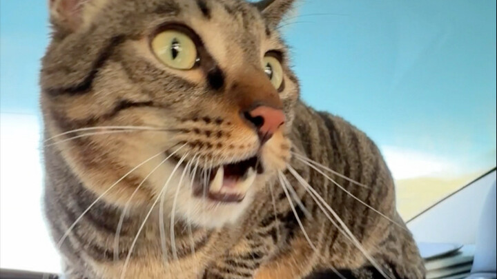 Menculik Li Abao kembali ke desa