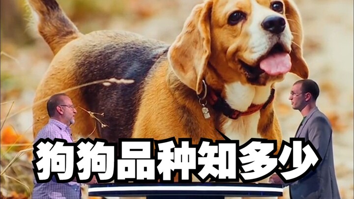 تحدي ضخم لمعرفة سلالات الكلاب! لو طلبت مني، أضمن أنني سأحصل على العلامة الكاملة مباشرة!!