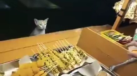 แมวเหมียวมาสั่งอาหารที่แผงปิ้งย่าง