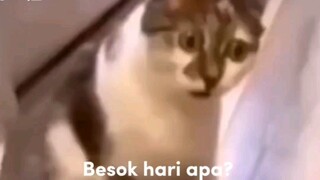 Besok Hari apa?