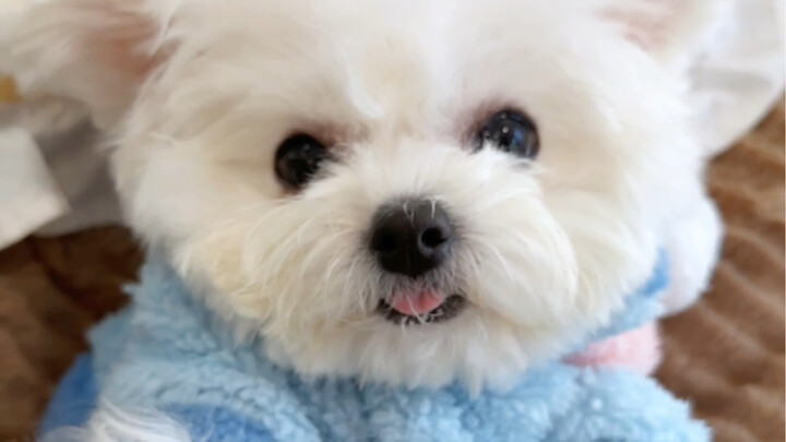 Nguyên tắc của người nuôi chó chính là dần dần chẳng còn nguyên tắc gì cả.