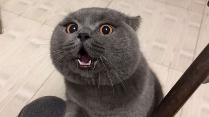 Why are you such a chubby little kitty? How could you say dirty words to Mommy!