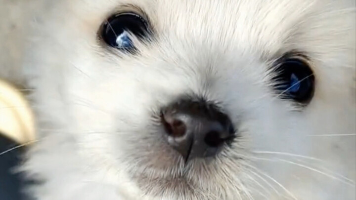 ลูกหมาพันธุ์พื้นเมืองที่คุณยายชนะมาจากการเล่นไพ่