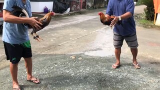 Bulik Kelso_2 vs Sweater (Arman Santos)
