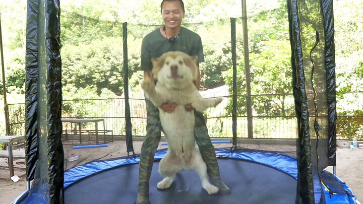 Melompat di trampolin bareng anjing—anjingnya nggak terlempar, malah manusianya yang terbang!