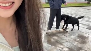 Menampilkan nadi anjing