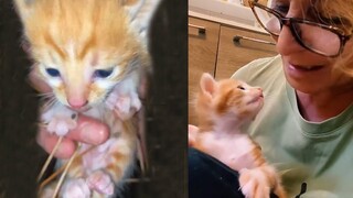 Cutest Kitten say thank you to his foster who saved him in the middle of forest