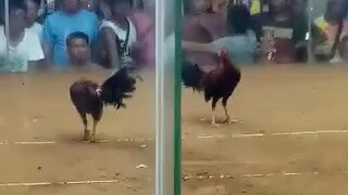 d lang maayos paka video pero panalo Tayo mga idol.