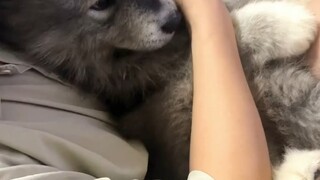 Gray Yeye giặt nó ba lần nhưng nó vẫn trông bẩn và tôi bị cười nhạo. Tôi về nhà và khóc.