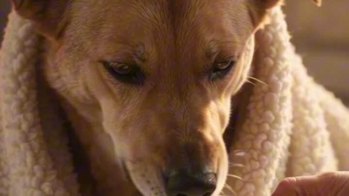 A frozen stray dog was left struggling to survive in a heavy winter blizzard.