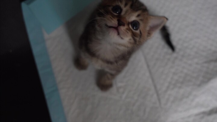 Its cries shake your heart right to the core—so adorable they’ll melt you! A tiny kitten, starving, 