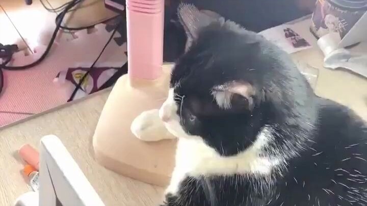 Has my cat turned into a light switch??