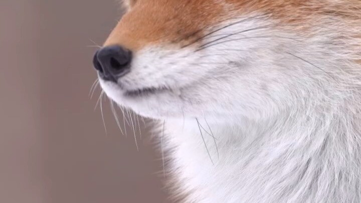 Pure Mouthpiece ©kitakitsune_love