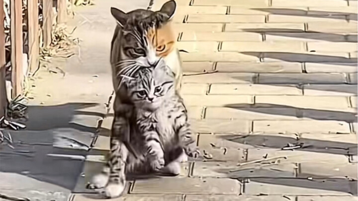 Mẹ ơi, rốt cuộc mẹ định dẫn con đi đâu vậy?