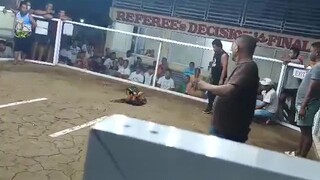 1st fight 3stag special qourom 55k pot money L0SS entry name TiGRE Ng DAVAO