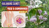 LUNAS SA TULO O GONORRHEA | KAKAWATE (MADRE KAKAW) | HALAMANG GAMOT | Tenrou21