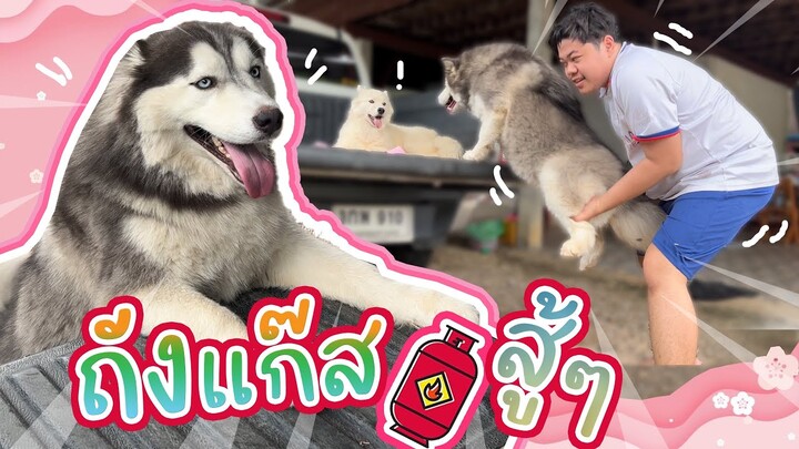 ความลำบากของอ้วนมันเป็นแบบนี้นี่เองเพลินปากตอนกินลำบากตอนปีน ฮ่าๆ