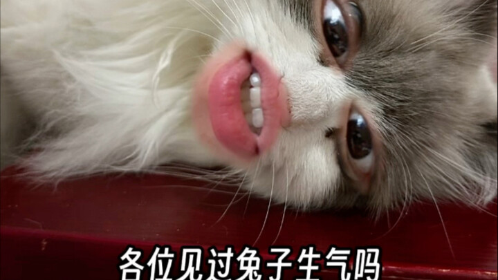 Vlog minggu ini dari "Kebun Binatang"